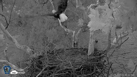 PA Farm Country Eagles Live Cams - Jul 27, 2026, 5:56am EDT