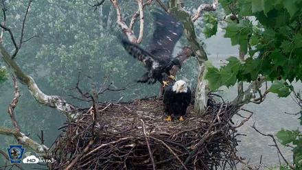 PA Farm Country Eagles Live Cams - Jun 10, 2026, 4:16pm EDT