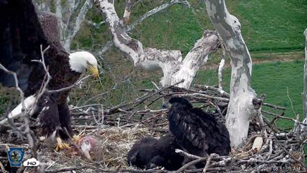 PA Farm Country Eagles Live Cams - Apr 29, 2026, 8:54am EDT