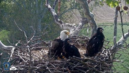 PA Farm Country Eagles Live Cams - May 10, 2026, 9:23am EDT