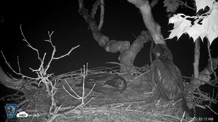 PA Farm Country Eagles Live Cams - May 26, 2026, 2:46am EDT