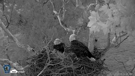 PA Farm Country Eagles Live Cams - Aug 13, 2026, 6:10am EDT
