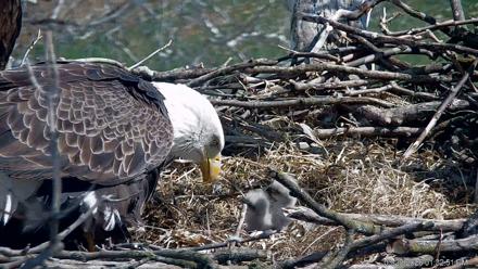 PA Farm Country Eagles Live Cams - Mar 20, 2026, 1:33pm EDT
