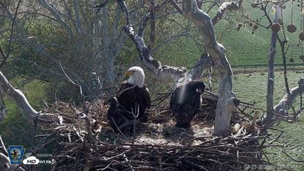 PA Farm Country Eagles Live Cams - Apr 23, 2026, 9:15am EDT