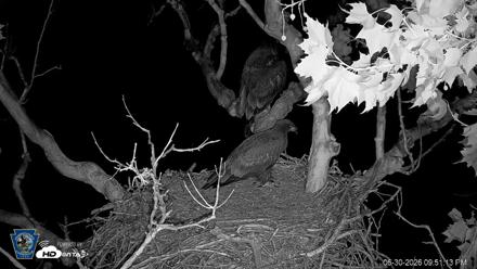 PA Farm Country Eagles Live Cams - Jun 30, 2026, 9:52pm EDT