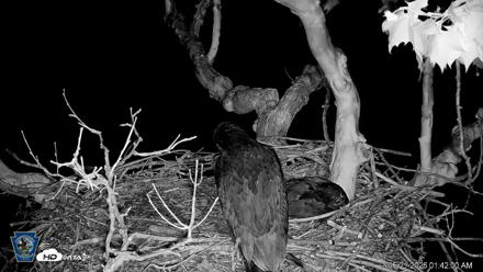 PA Farm Country Eagles Live Cams - May 21, 2026, 1:42am EDT
