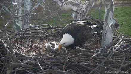 PA Farm Country Eagles Live Cams - Mar 31, 2026, 8:20am EDT
