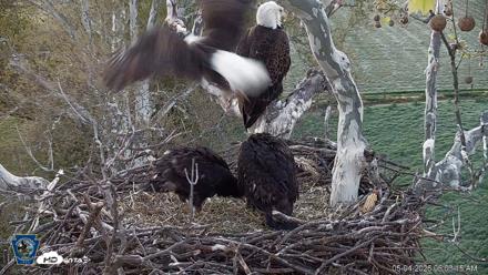 PA Farm Country Eagles Live Cams - May 4, 2026, 6:04am EDT