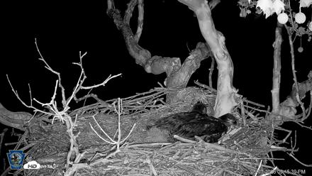 PA Farm Country Eagles Live Cams - May 7, 2026, 9:17pm EDT