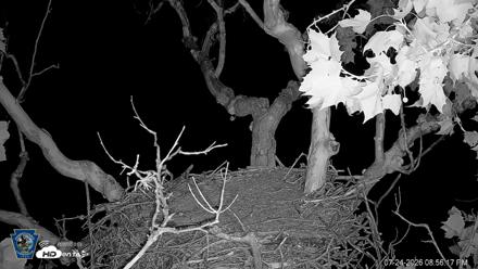 PA Farm Country Eagles Live Cams - Jul 24, 2026, 8:57pm EDT