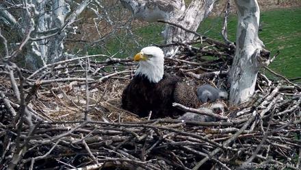 PA Farm Country Eagles Live Cams - Mar 31, 2026, 12:46pm EDT