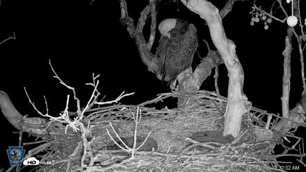 PA Farm Country Eagles Live Cams - Apr 18, 2026, 12:31am EDT
