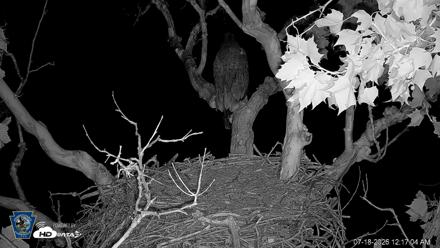 PA Farm Country Eagles Live Cams - Jul 18, 2026, 12:18am EDT