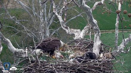 PA Farm Country Eagles Live Cams - Apr 22, 2026, 7:45am EDT