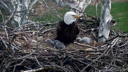PA Farm Country Eagles Live Cams - Mar 31, 2026, 12:09pm EDT