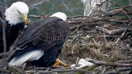 PA Farm Country Eagles Live Cams - Mar 16, 2026, 1:09pm EDT