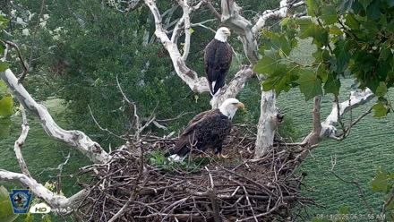 PA Farm Country Eagles Live Cams - Aug 14, 2026, 6:32am EDT