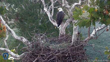 PA Farm Country Eagles Live Cams - Sep 15, 2026, 6:45am EDT