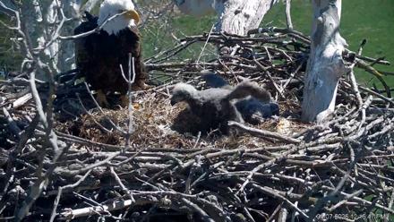PA Farm Country Eagles Live Cams - Apr 7, 2026, 12:18pm EDT