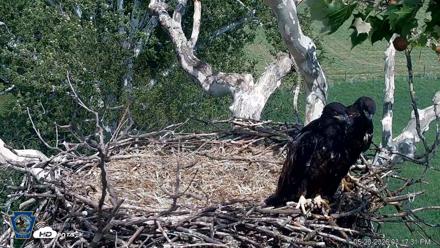 PA Farm Country Eagles Live Cams - May 20, 2026, 3:18pm EDT