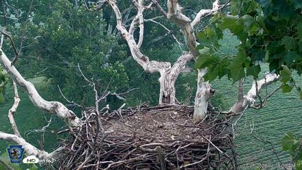 PA Farm Country Eagles Live Cams - Jul 18, 2026, 11:15am EDT