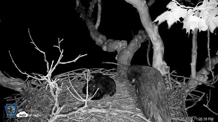 PA Farm Country Eagles Live Cams - May 28, 2026, 11:27pm EDT