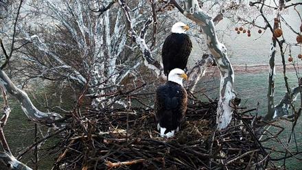 PA Farm Country Eagles Live Cams - Jan 8, 2026, 7:25am EST