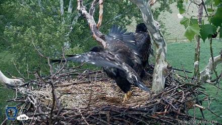 PA Farm Country Eagles Live Cams - May 21, 2026, 4:08pm EDT
