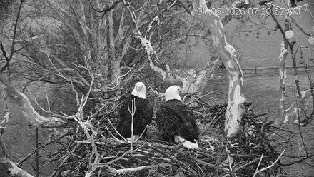 PA Farm Country Eagles Live Cams - Jan 6, 2026, 7:21am EST