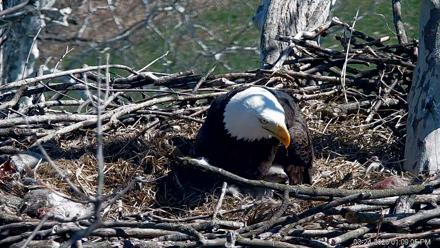 PA Farm Country Eagles Live Cams - Mar 24, 2026, 1:09pm EDT