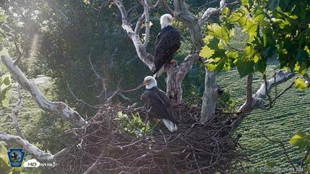 PA Farm Country Eagles Live Cams - Aug 13, 2026, 7:21am EDT