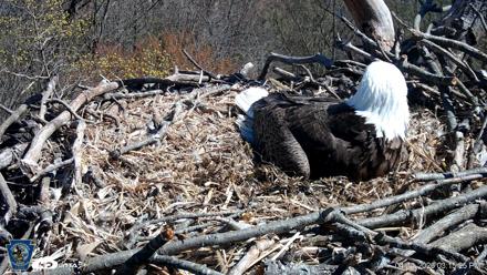 PA Farm Country Eagles Live Cams - Apr 11, 2026, 3:15pm EDT