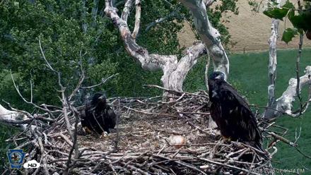 PA Farm Country Eagles Live Cams - May 28, 2026, 1:42pm EDT