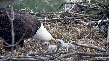 PA Farm Country Eagles Live Cams - Mar 30, 2026, 11:52am EDT