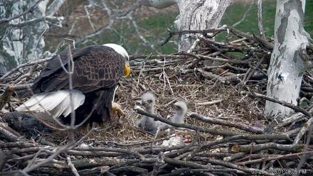 PA Farm Country Eagles Live Cams - Mar 26, 2026, 1:19pm EDT