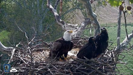 PA Farm Country Eagles Live Cams - May 10, 2026, 9:19am EDT