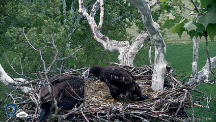 PA Farm Country Eagles Live Cams - May 24, 2026, 12:50pm EDT