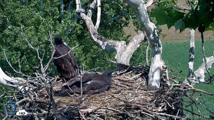 PA Farm Country Eagles Live Cams - May 27, 2026, 3:30pm EDT