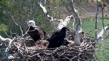 PA Farm Country Eagles Live Cams - May 7, 2026, 10:45am EDT