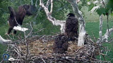 PA Farm Country Eagles Live Cams - May 22, 2026, 6:38am EDT
