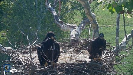 PA Farm Country Eagles Live Cams - May 18, 2026, 9:23am EDT