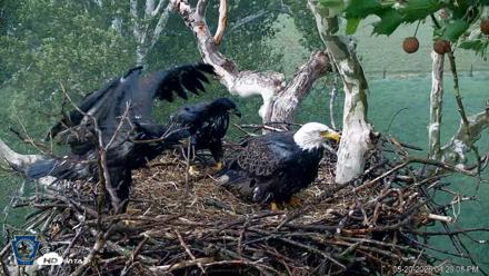PA Farm Country Eagles Live Cams - May 20, 2026, 4:30pm EDT
