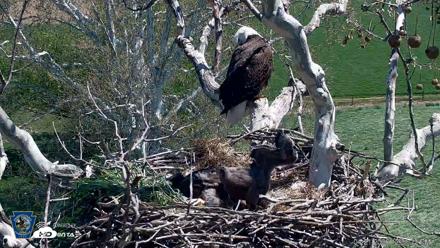 PA Farm Country Eagles Live Cams - Apr 21, 2026, 12:32pm EDT