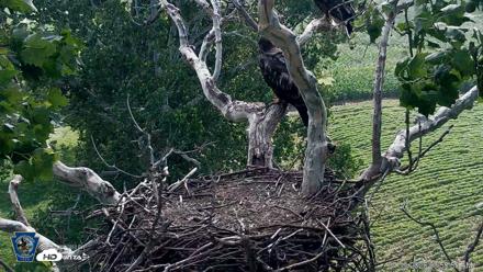 PA Farm Country Eagles Live Cams - Jul 19, 2026, 9:58am EDT