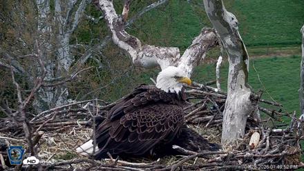 PA Farm Country Eagles Live Cams - Apr 28, 2026, 1:51pm EDT