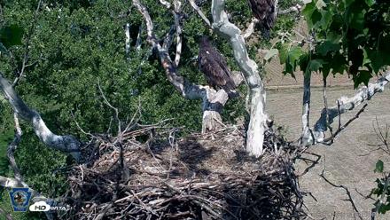 PA Farm Country Eagles Live Cams - Jun 2, 2026, 4:25pm EDT