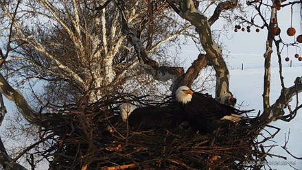 PA Farm Country Eagles Live Cams - Feb 4, 2026, 4:35pm EST