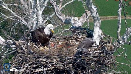 PA Farm Country Eagles Live Cams - Apr 13, 2026, 4:22pm EDT