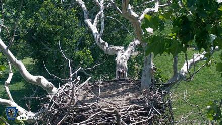 PA Farm Country Eagles Live Cams - Jul 20, 2026, 12:15pm EDT