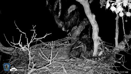 PA Farm Country Eagles Live Cams - May 7, 2026, 3:14am EDT